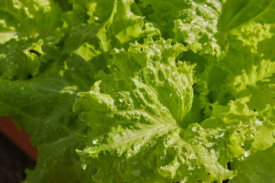 Right frame zoom green lettuce and water drop and soil in long plastic plant pot with morning light