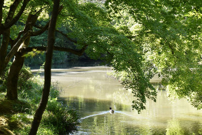 Scenic view of lake in forest