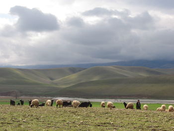 Sheep grazing on field against sky