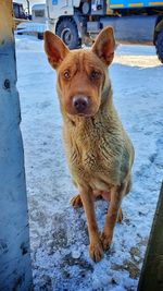 Portrait of dog standing in snow