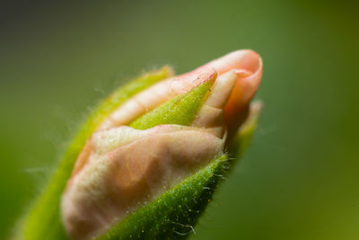 Close-up of flower bud growing outdoors