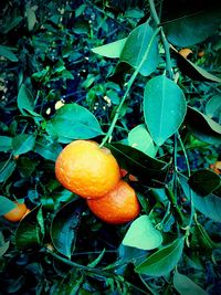 Close-up of lemon growing on tree