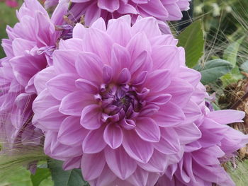 Close-up of pink flowers