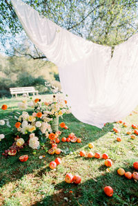 Fruits and flowers on grass during sunny day