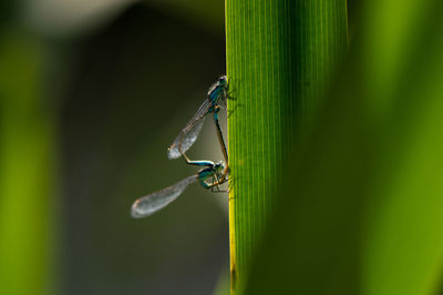 Close-up of damselfly on leaf