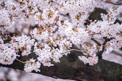 Close-up of cherry blossom tree