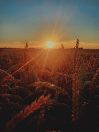 Plants growing on land against sky during sunset