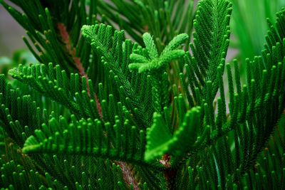 A beautiful pine leaves pattern with raindrops