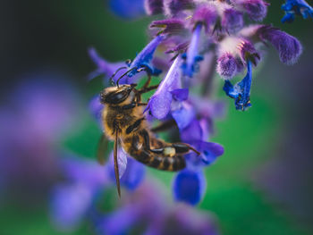 Close-up of bumblebee on flower