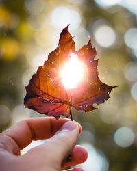 Close-up of hand holding leaf