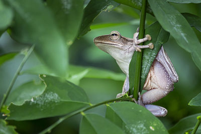 Close-up of insect on leaves