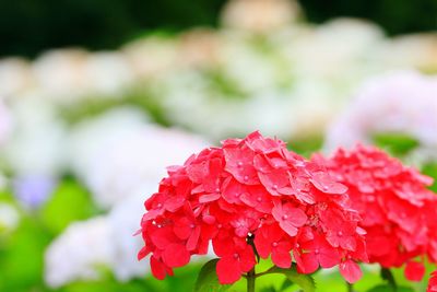 Close-up of red flowers