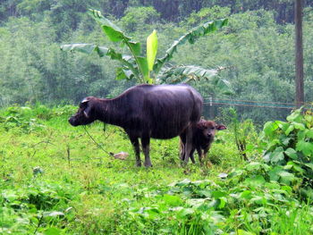 Horse grazing on field