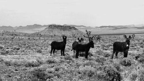 Horses on field against sky