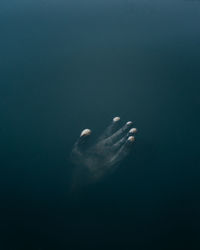 View of jellyfish swimming in sea