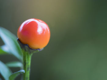 Close-up of strawberry on plant