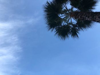 Low angle view of palm tree against sky