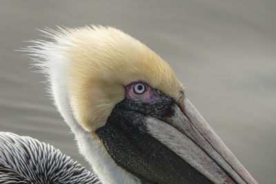 Close-up of a bird