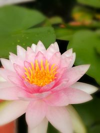 Close-up of lotus water lily in pond