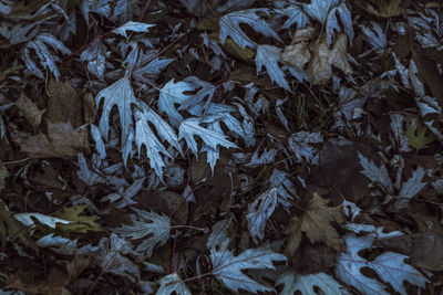 Full frame shot of tree during winter