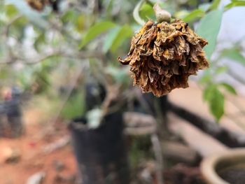 Close-up of dry leaf