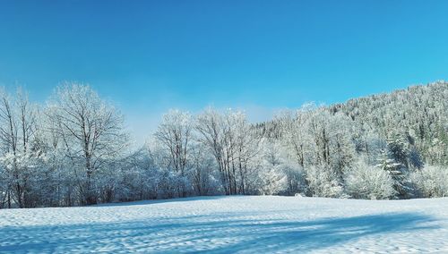 Bare tree on snow covered landscape against clear blue sky