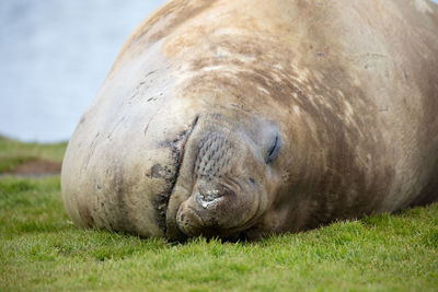 Close-up of animal resting on field