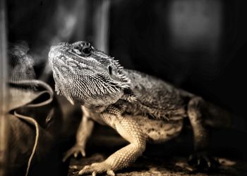 Close-up of a lizard