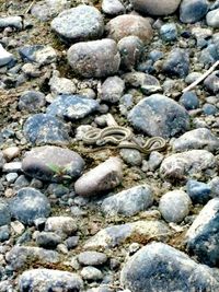 High angle view of stones