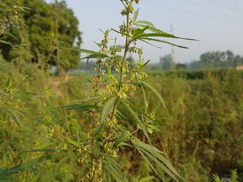 Close-up of plants growing on field