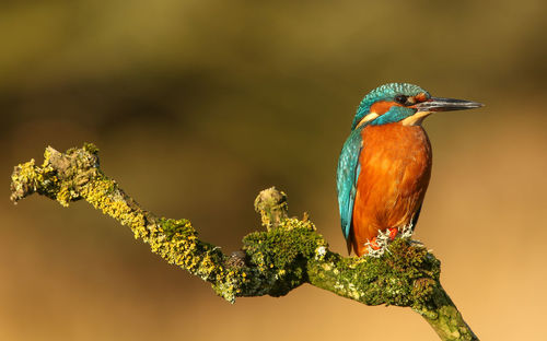 Close-up of bird perching on branch