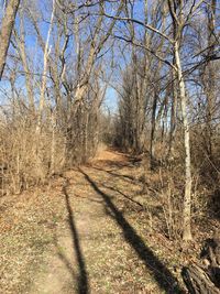 Bare trees in forest