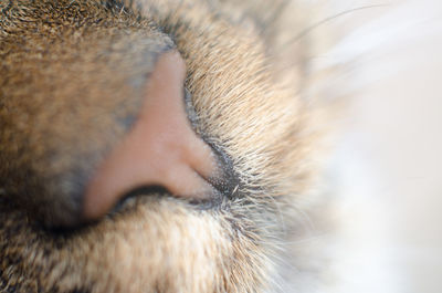 Macro photo of a cat's nose. blurred with a strong increase in the photo of a cat's nose