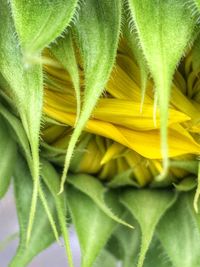 Full frame shot of yellow flower