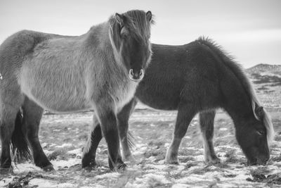 Horses standing in a field