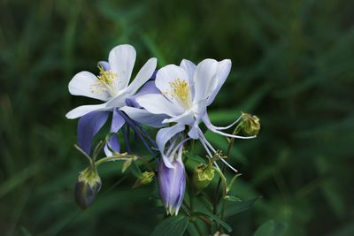 Close-up of white flowering plant