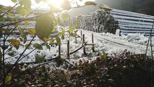 Snow covered plants and trees on field