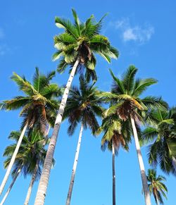 Low angle view of coconut palm tree against blue sky