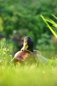 Close-up of bird on rock