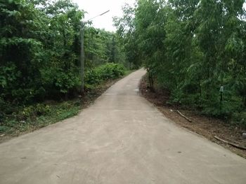 Empty road amidst trees in forest