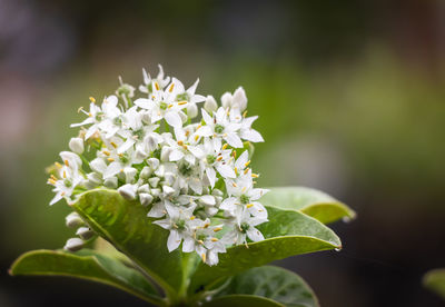 Close-up of white flowers blooming in garden