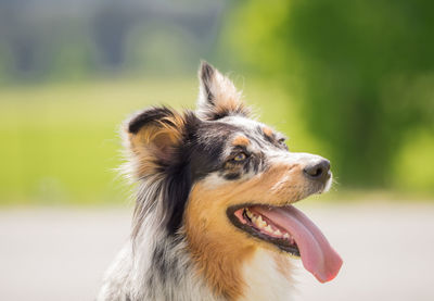 Close-up of dog sticking out tongue outdoors