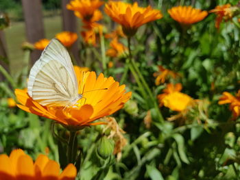 Close-up of butterfly pollinating on orange flower