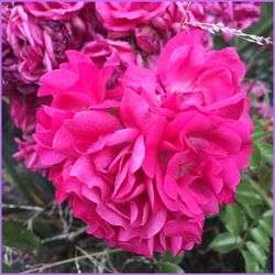 Close-up of pink flowers