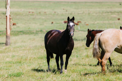 Horses standing in a field