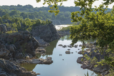 Scenic view of  great falls park , maryland river amidst trees