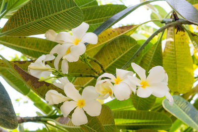 Close-up of white frangipani flowers