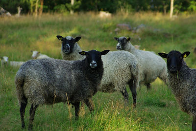 Sheep standing on grassy field