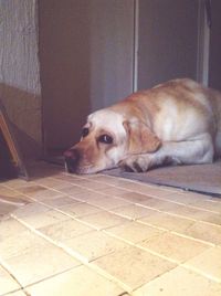 Dog lying on floor