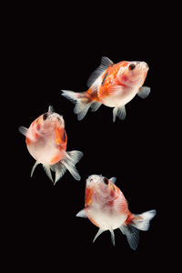 Close-up of fish swimming in sea